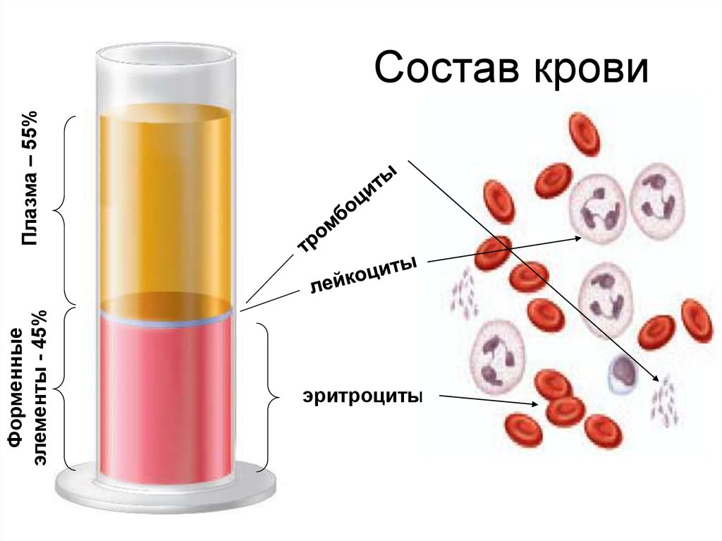 Сколько крови в человеке и какой ее состав